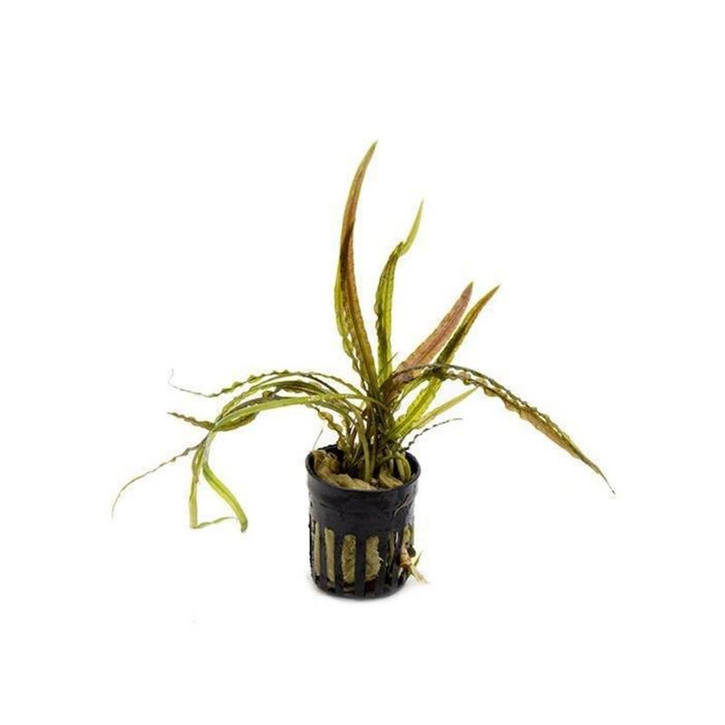 Planta acvariu Cryptocoryne retrospiralis Stoffels - imagine 4